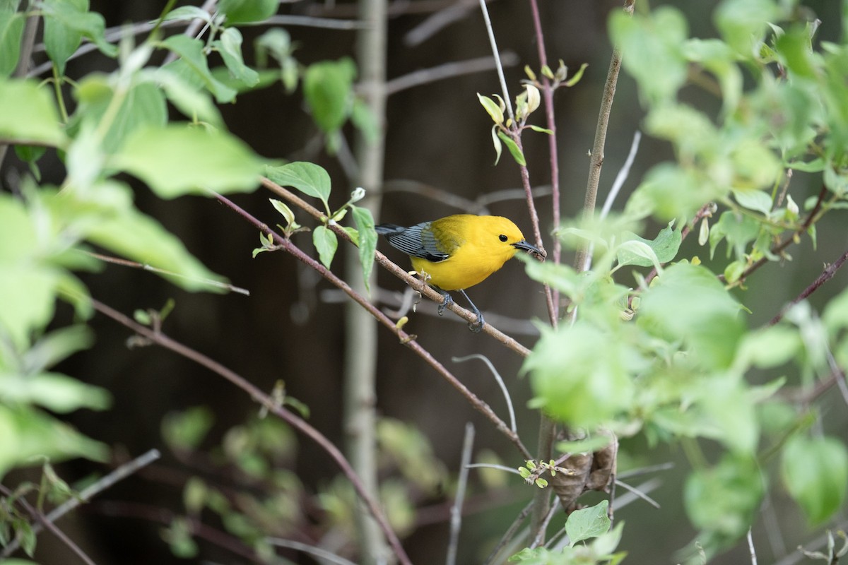 Prothonotary Warbler - ML620786644