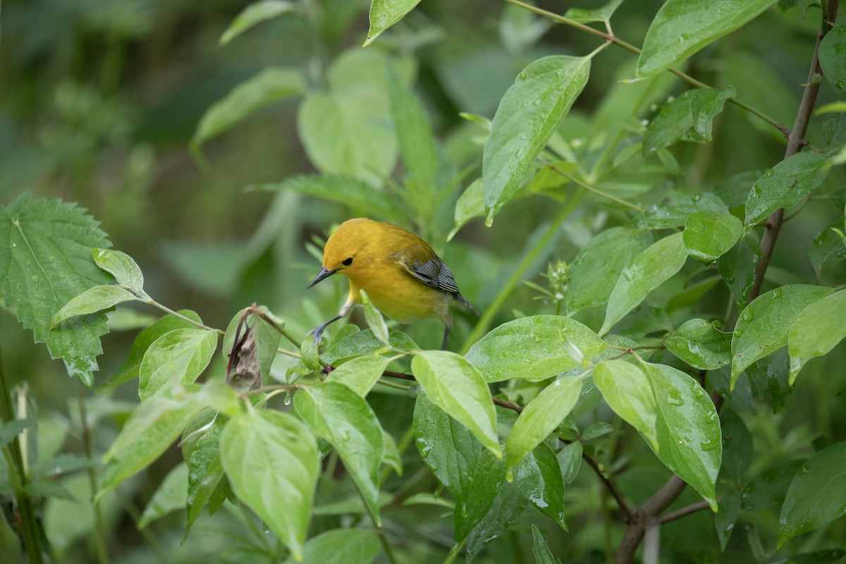 Prothonotary Warbler - ML620786645