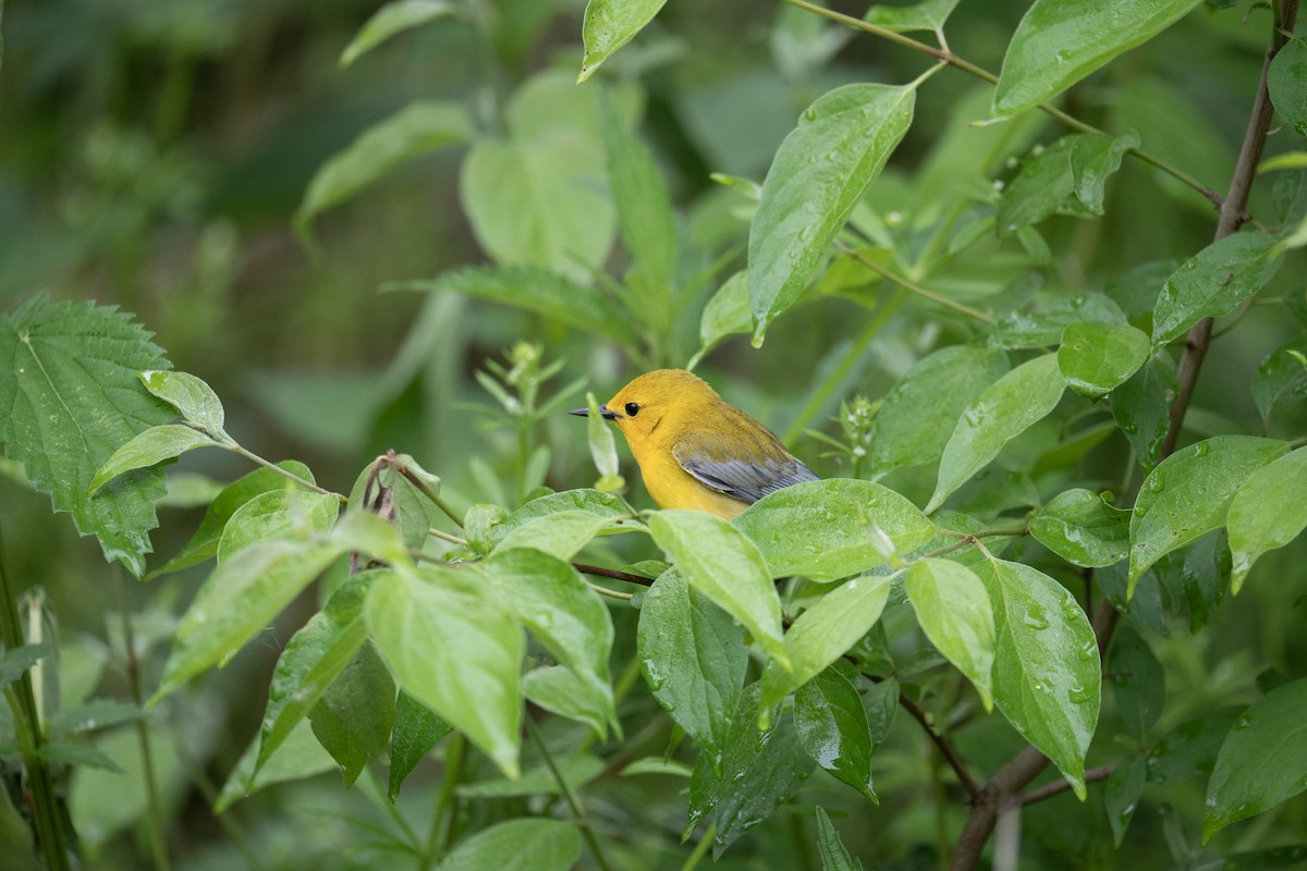 Prothonotary Warbler - ML620786646