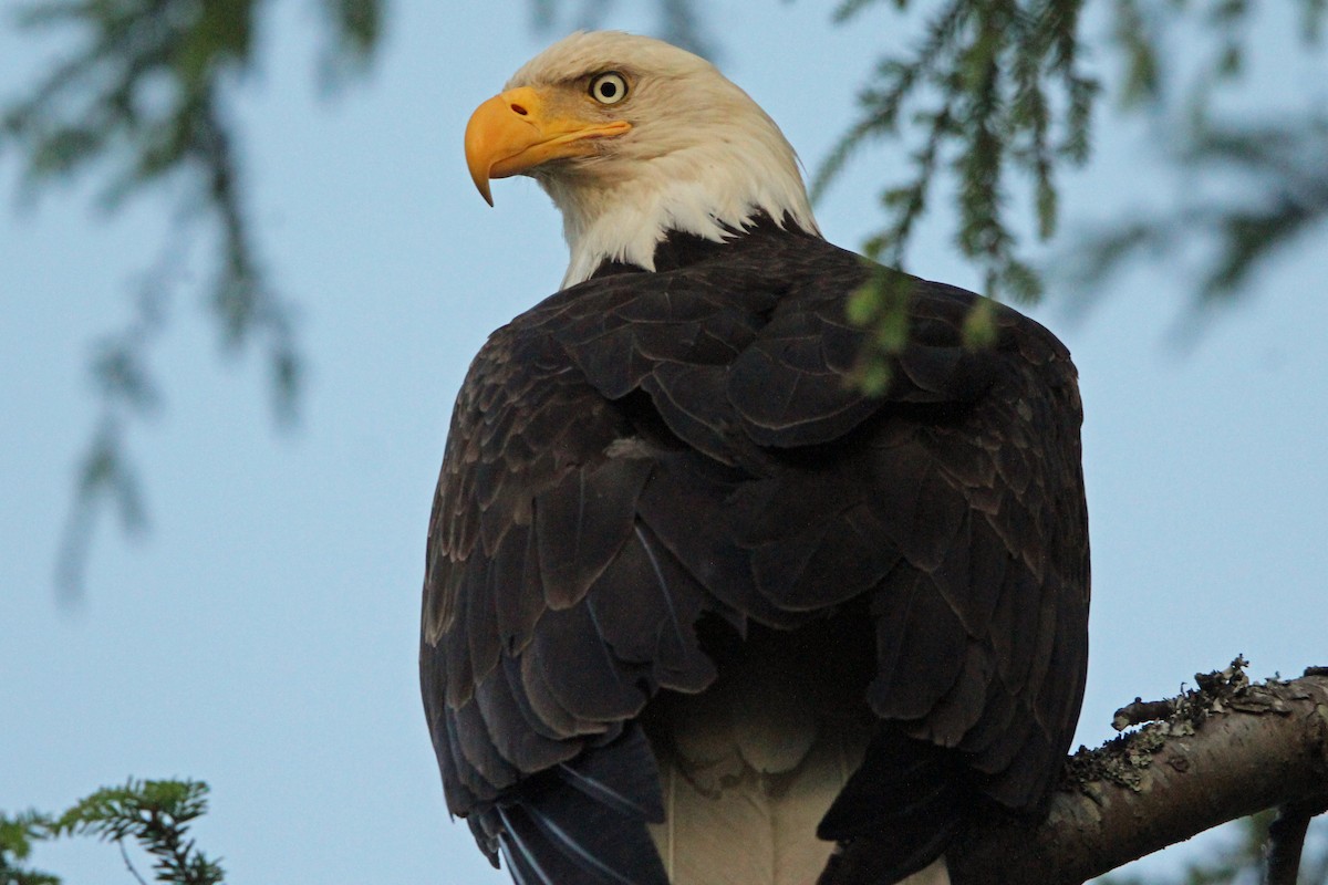 Bald Eagle - ML620786648