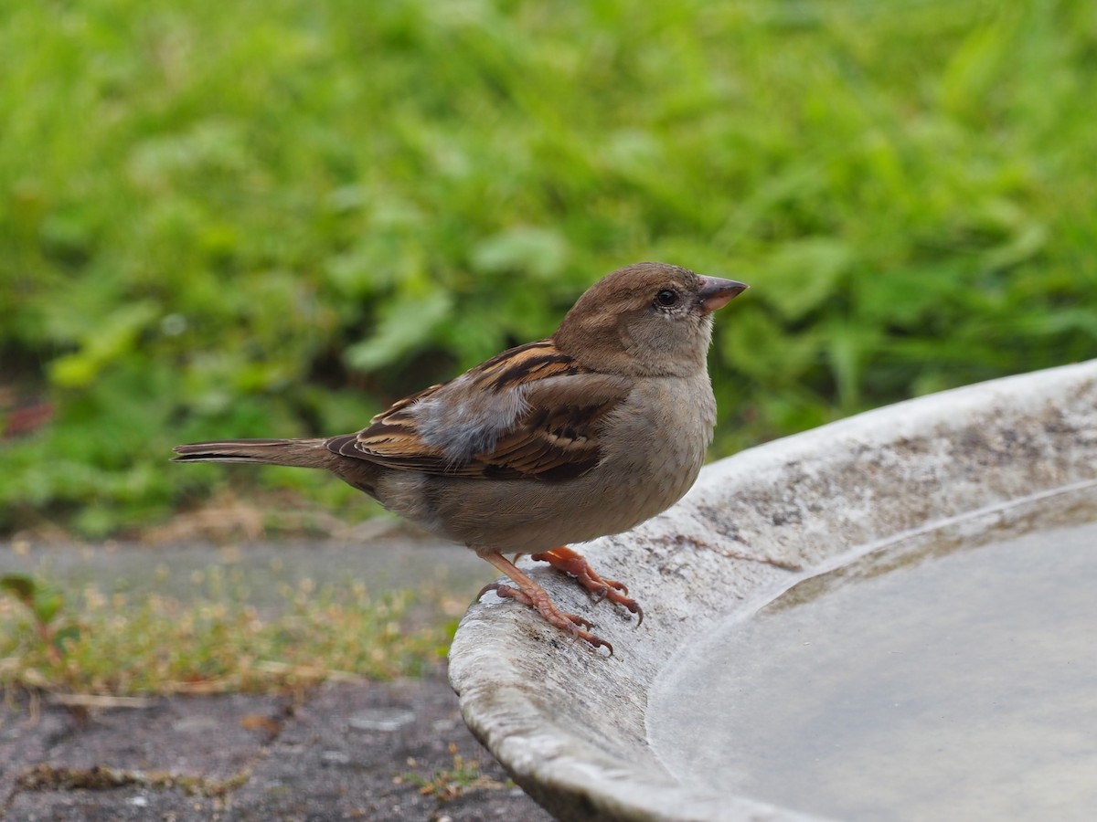 Moineau domestique - ML620786649