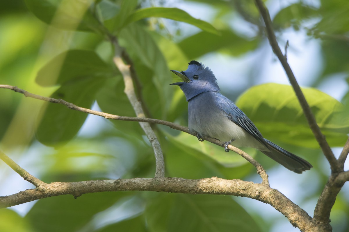 Black-naped Monarch - ML620786662