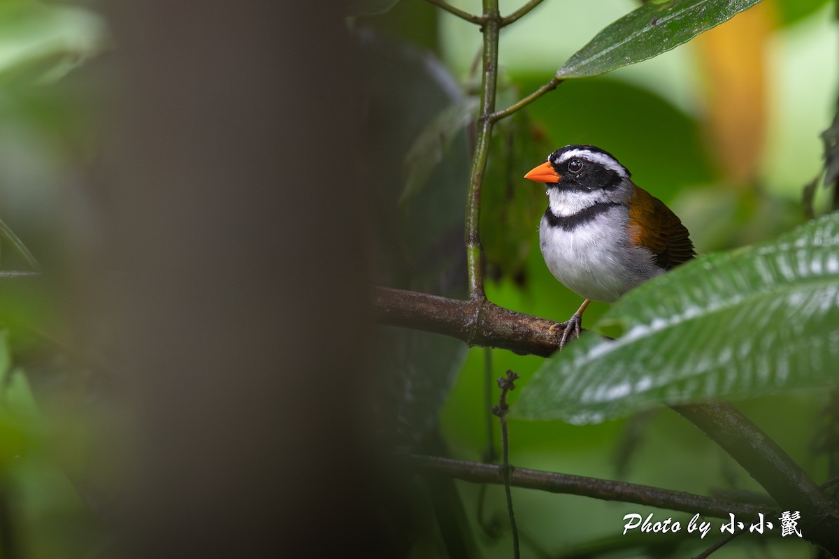 Orange-billed Sparrow (spectabilis) - ML620786665