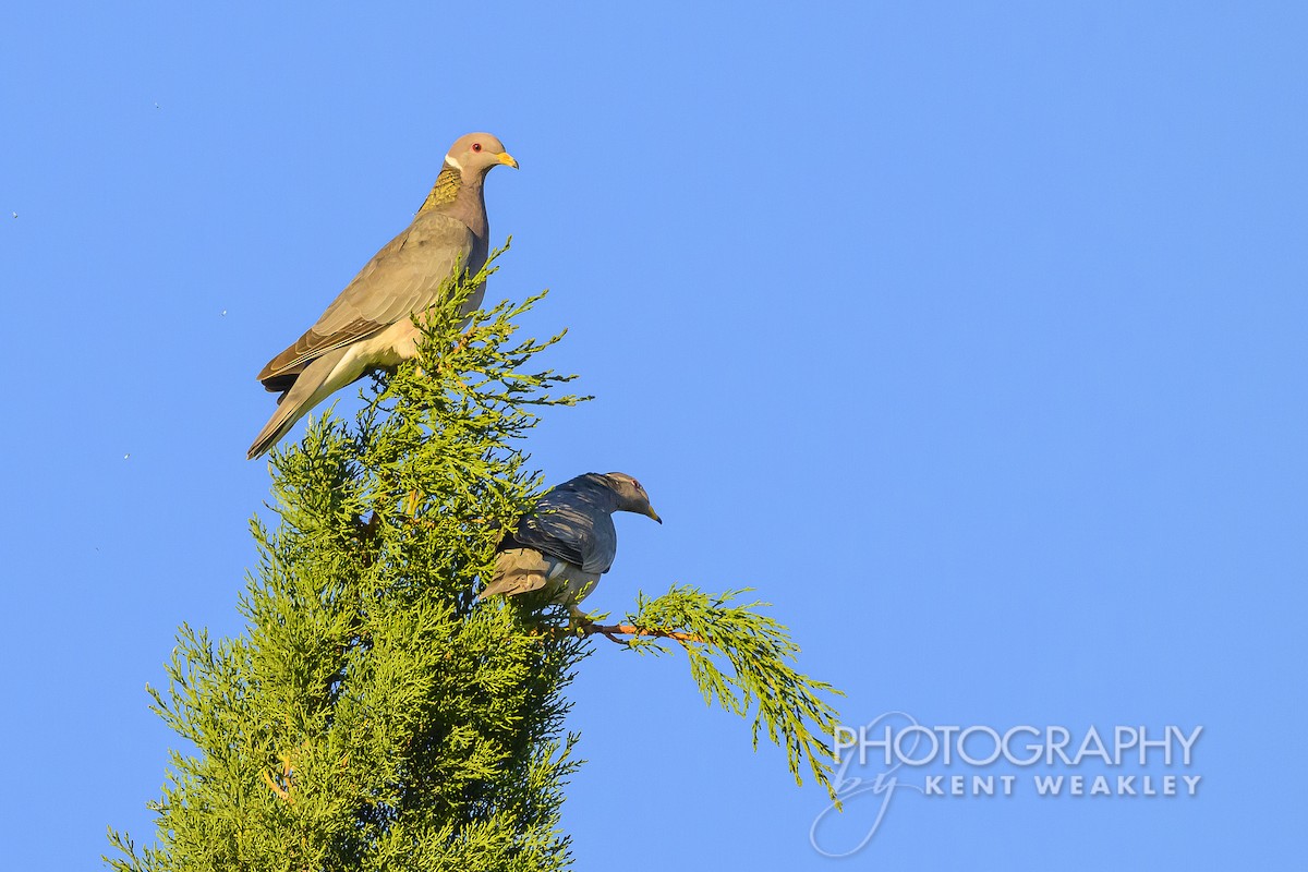 Band-tailed Pigeon - ML620786678