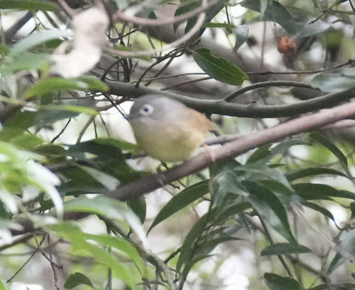 Huet's Fulvetta - ML620786682