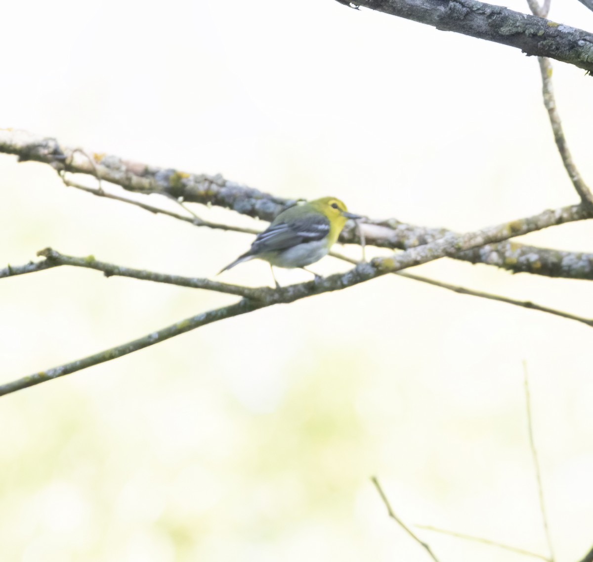 Yellow-throated Vireo - ML620786683