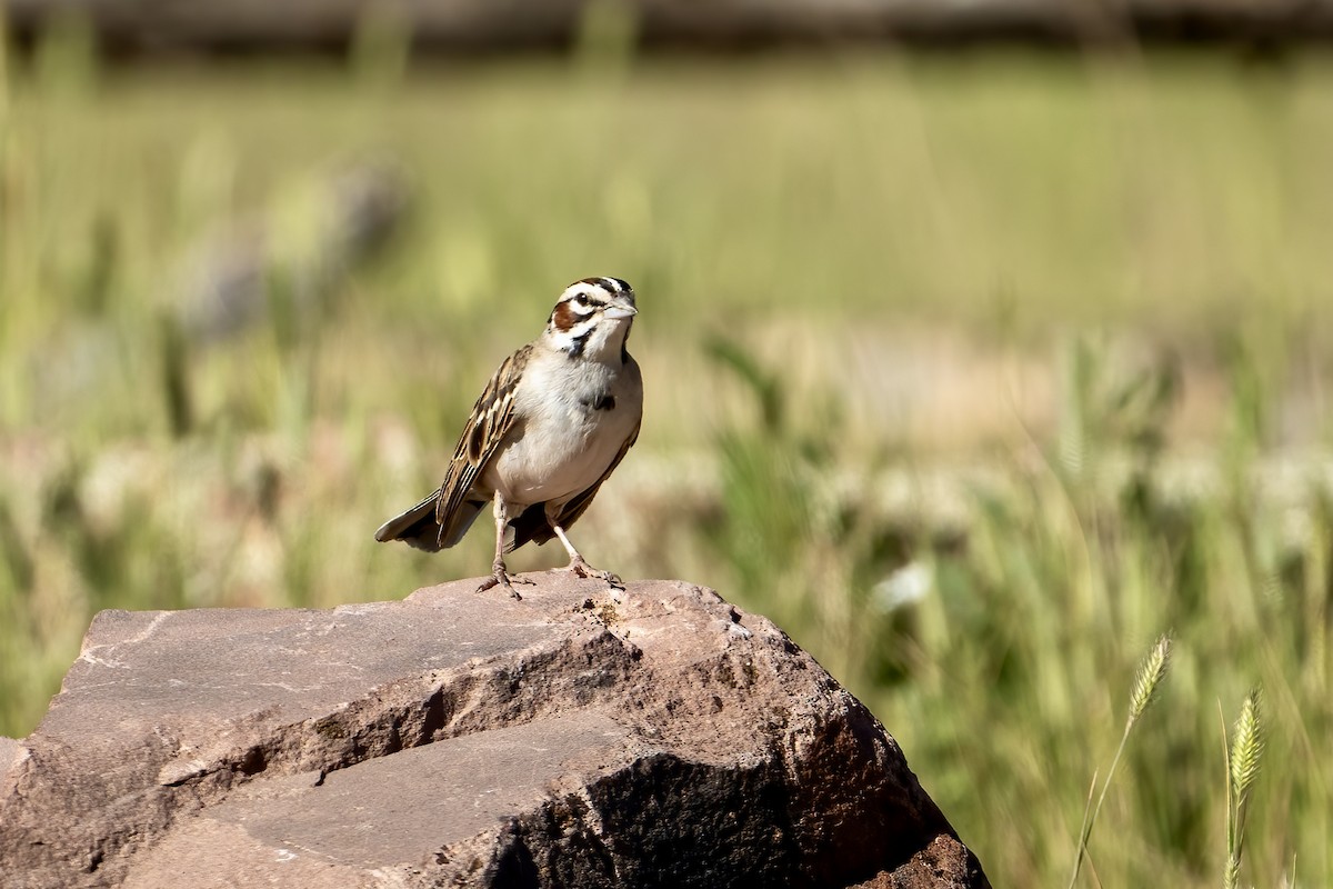 Lark Sparrow - ML620786685