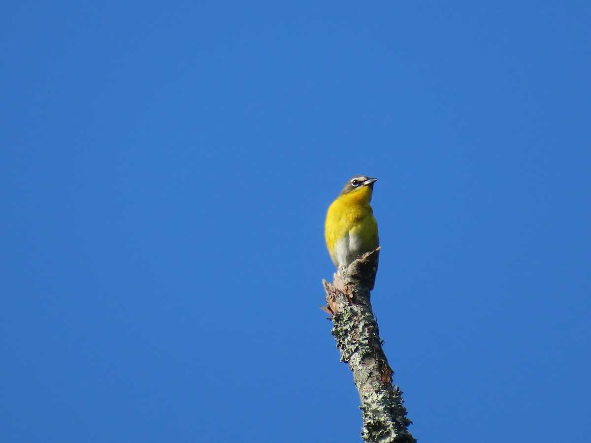 Yellow-breasted Chat - ML620786686