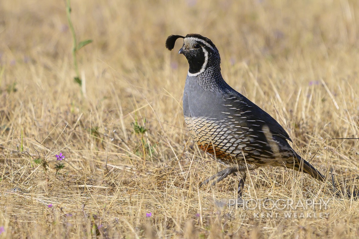 California Quail - ML620786692