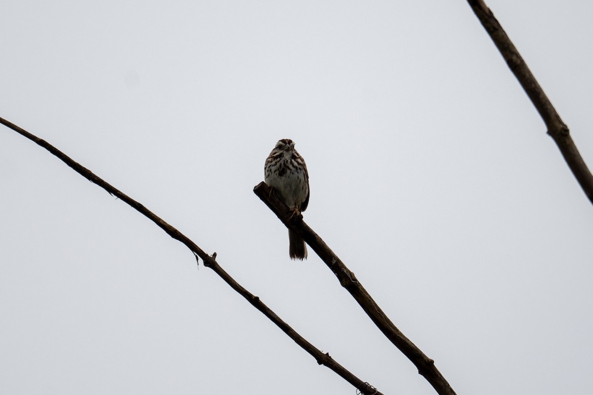 Song Sparrow - ML620786693