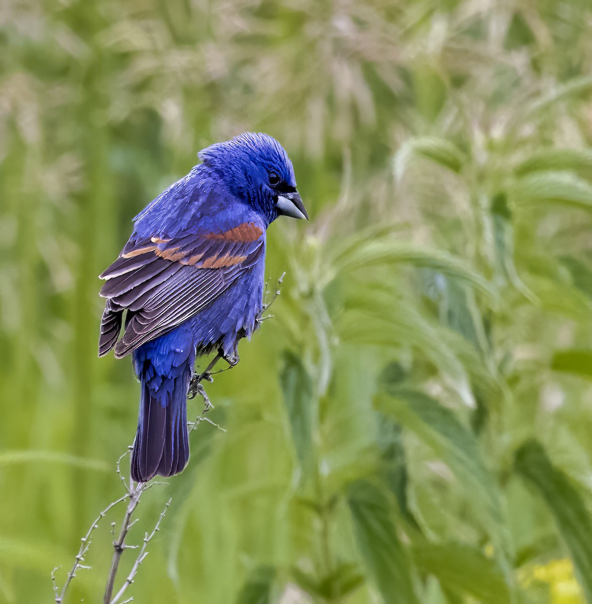 Blue Grosbeak - ML620786697