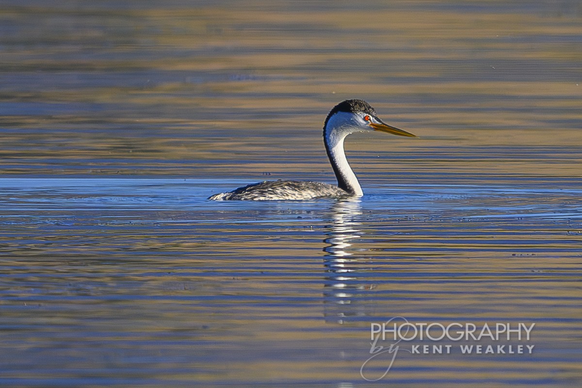 Clark's Grebe - ML620786700