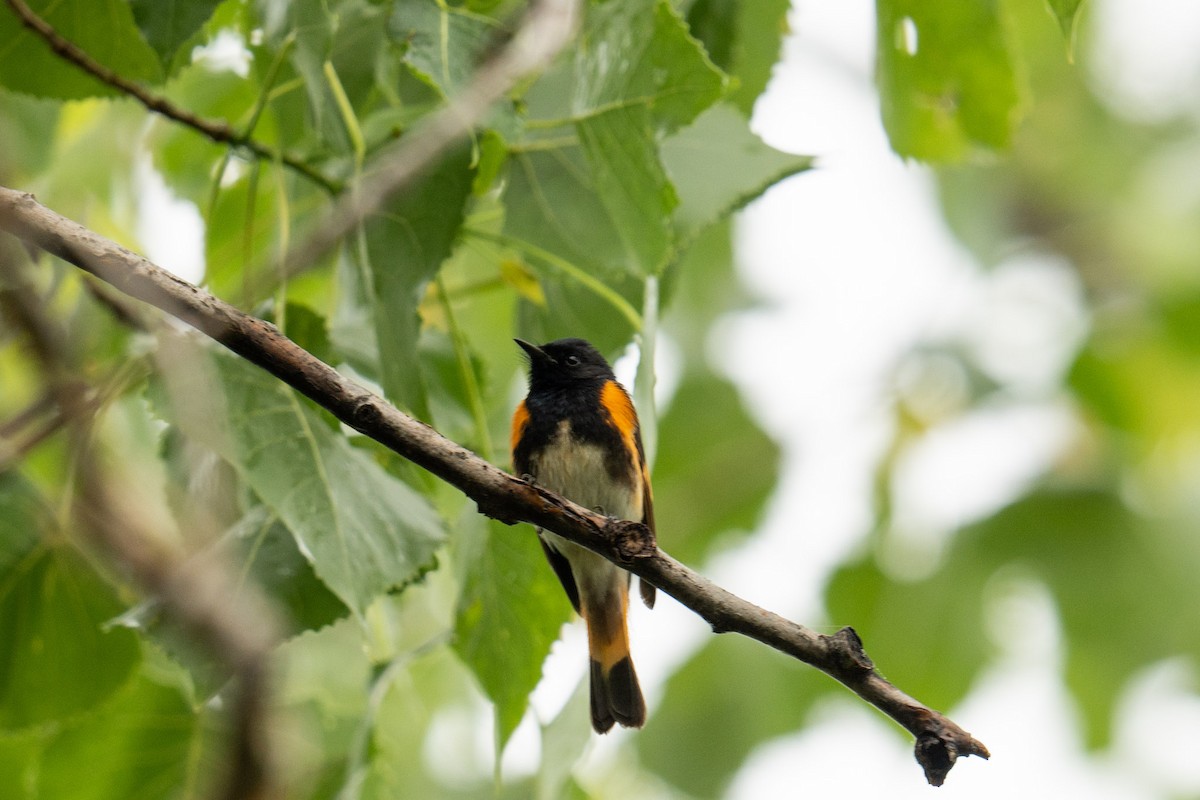 American Redstart - ML620786701