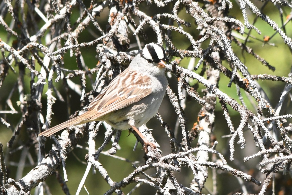 White-crowned Sparrow - ML620786703