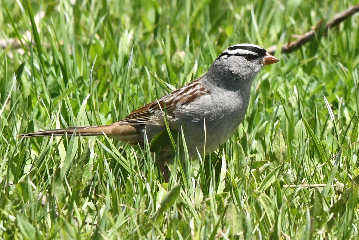 White-crowned Sparrow - Teresa Mawhinney