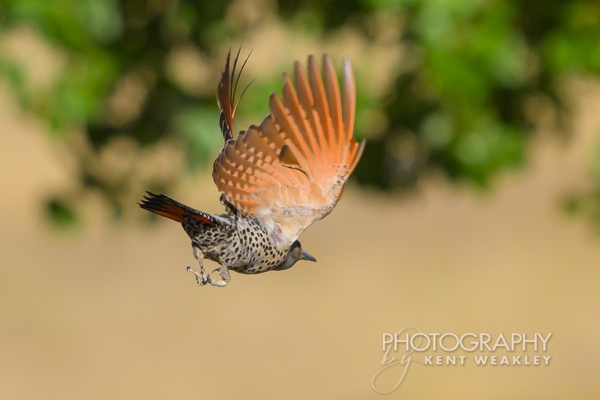 Northern Flicker (Red-shafted) - ML620786712