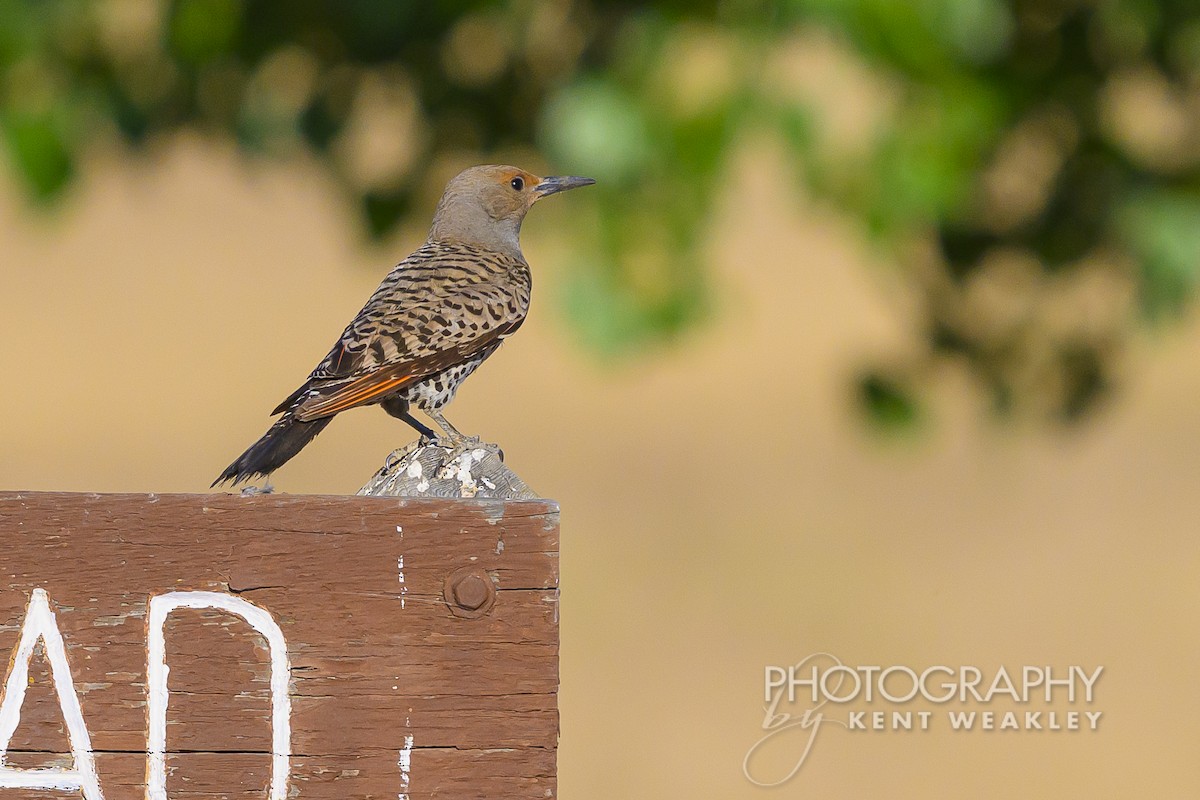 Northern Flicker (Red-shafted) - ML620786713