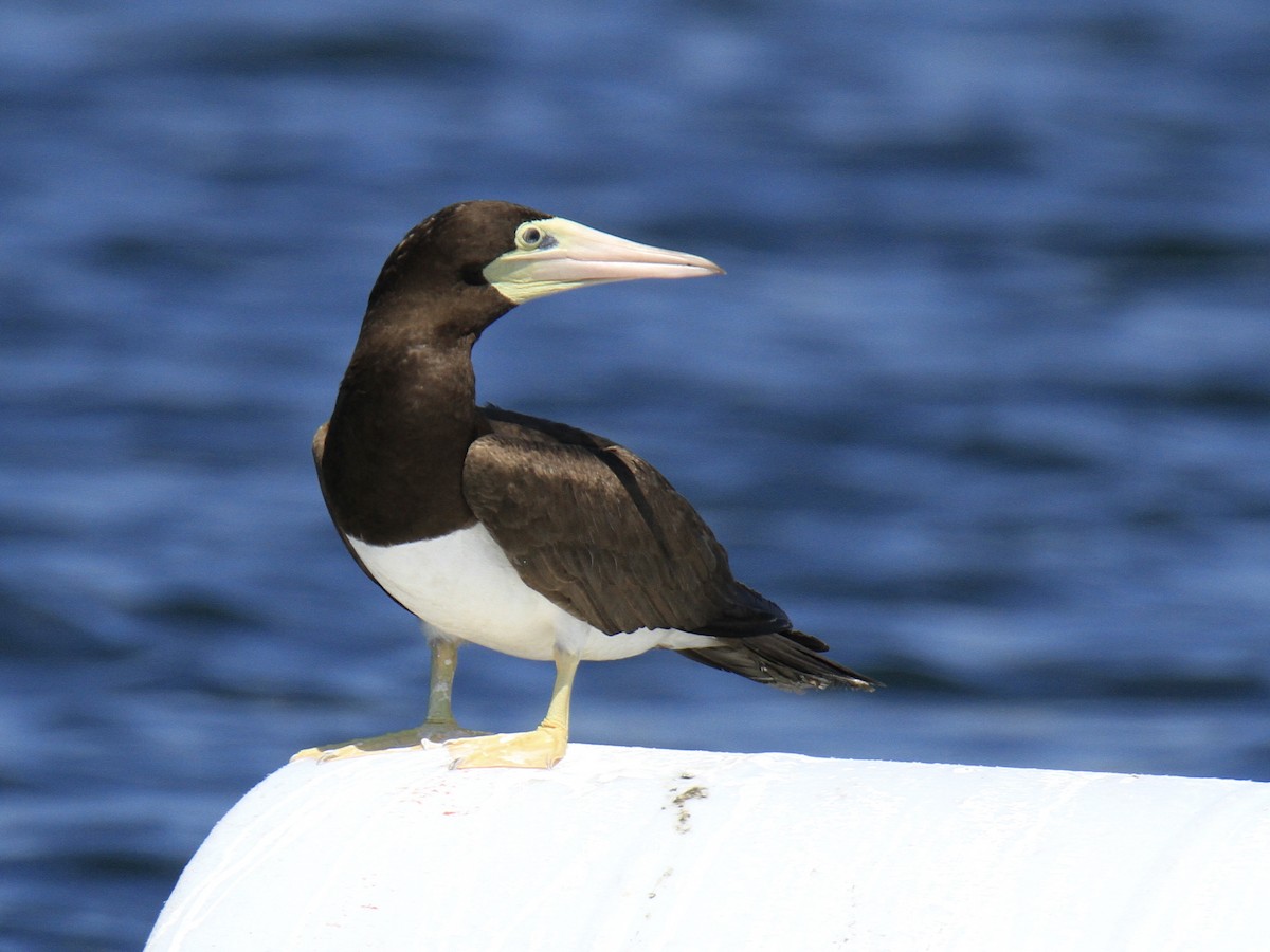 Brown Booby - ML620786717