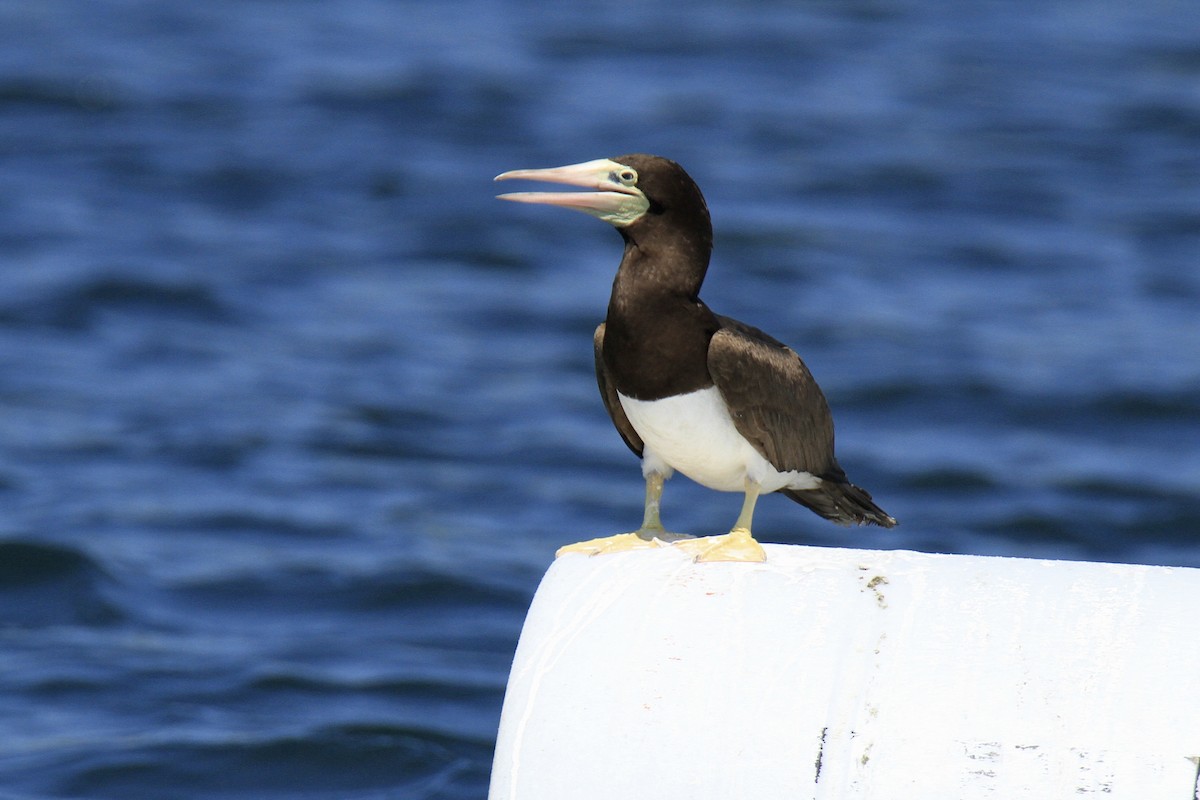 Brown Booby - ML620786718