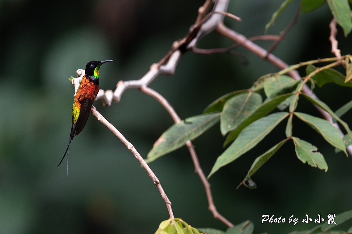 Colibrí Ígneo - ML620786721