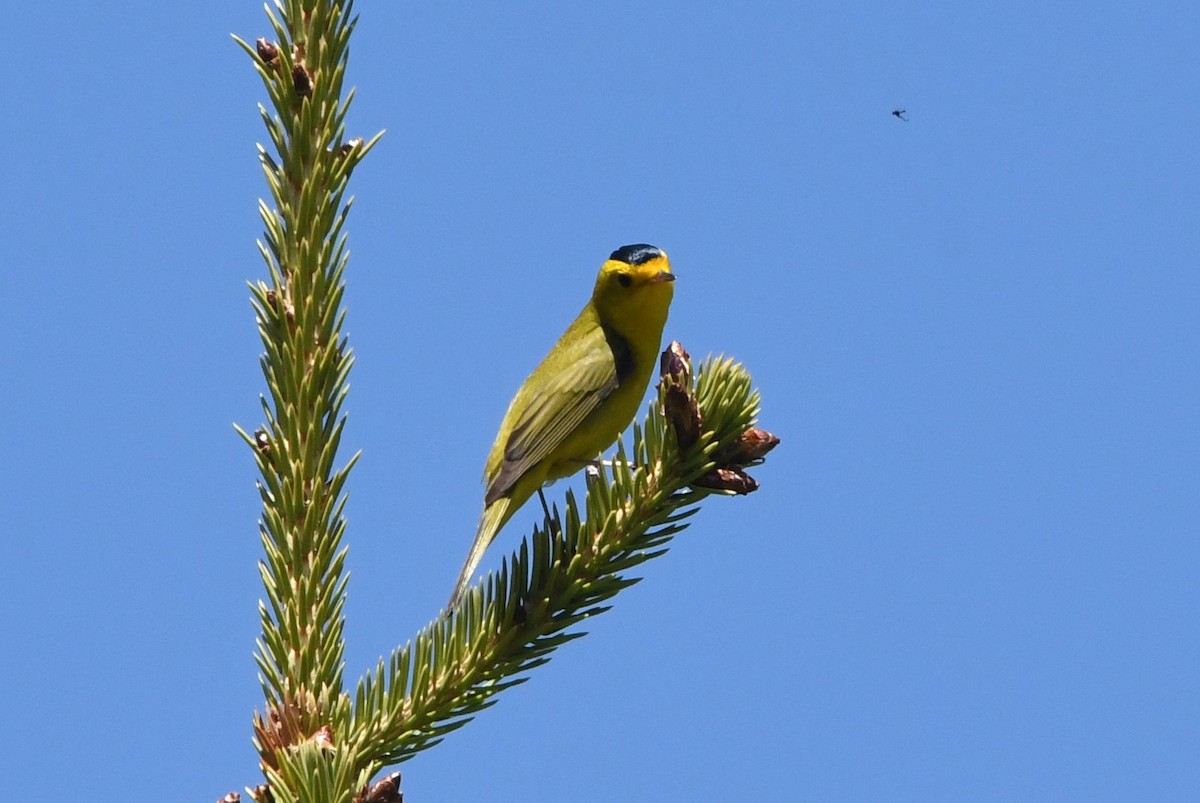 Wilson's Warbler - ML620786722