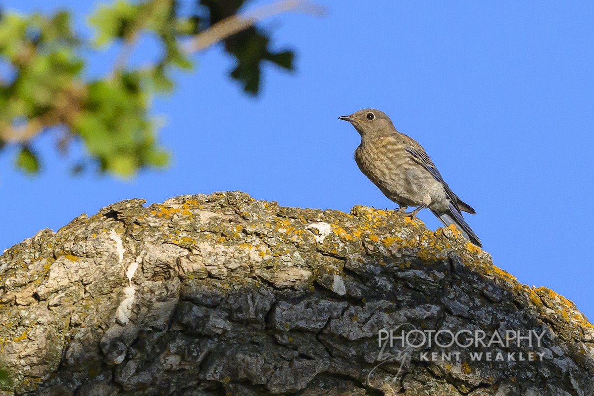 Western Bluebird - ML620786727