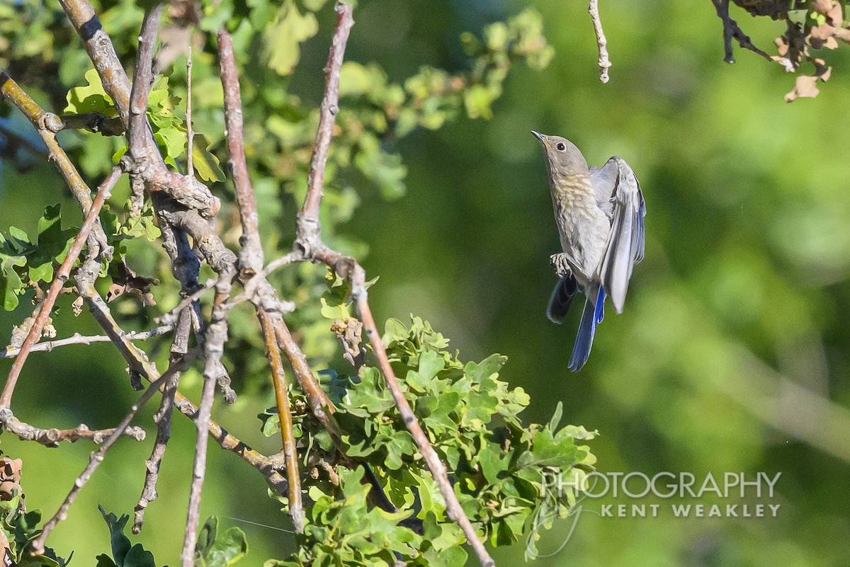 Western Bluebird - Kent Weakley