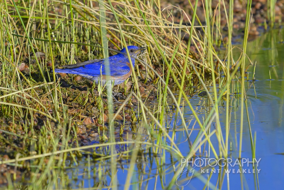 Western Bluebird - ML620786729