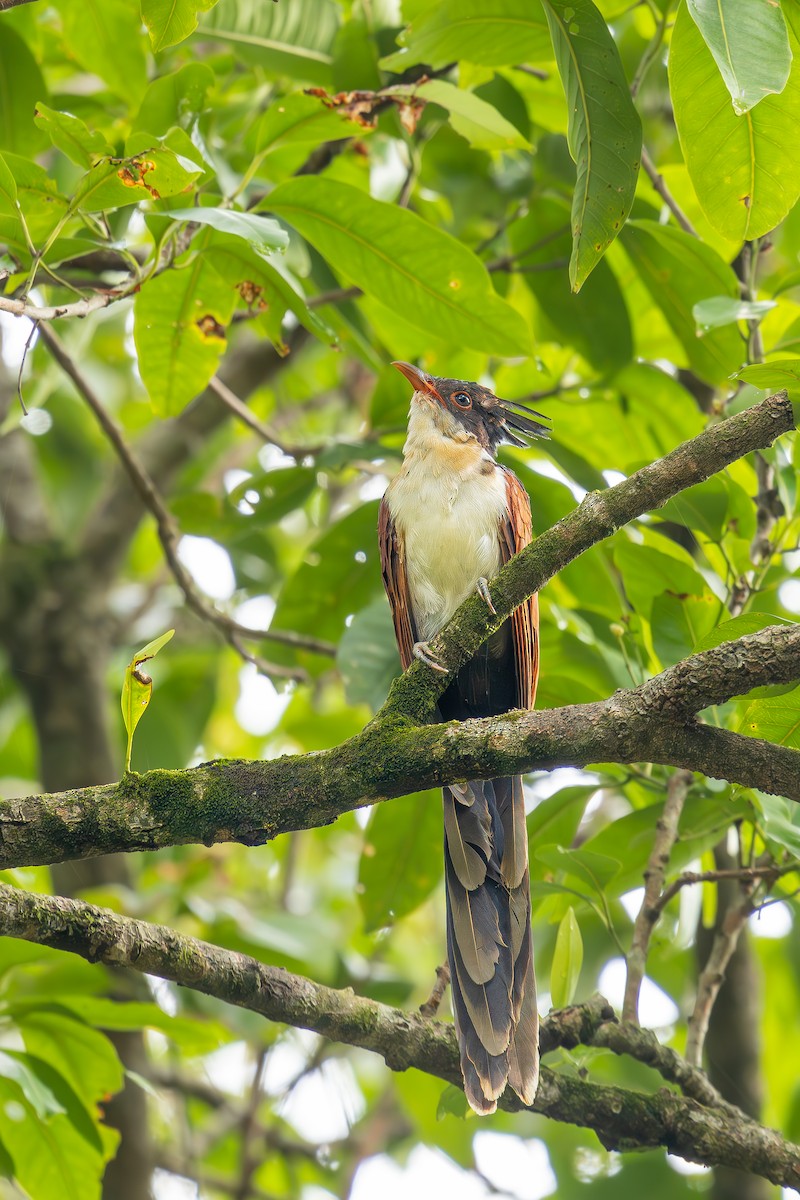 Chestnut-winged Cuckoo - ML620786732