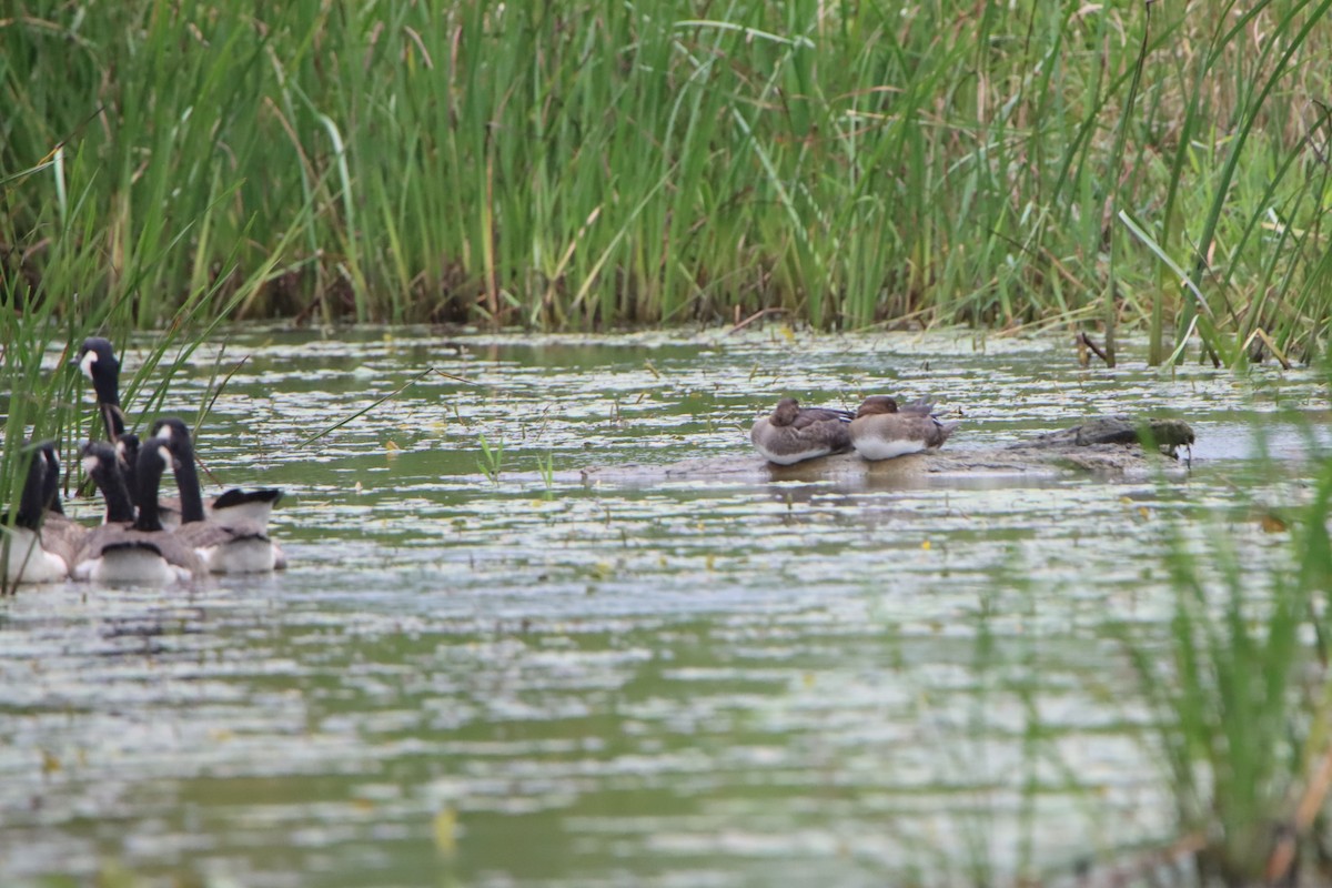 Hooded Merganser - ML620786734