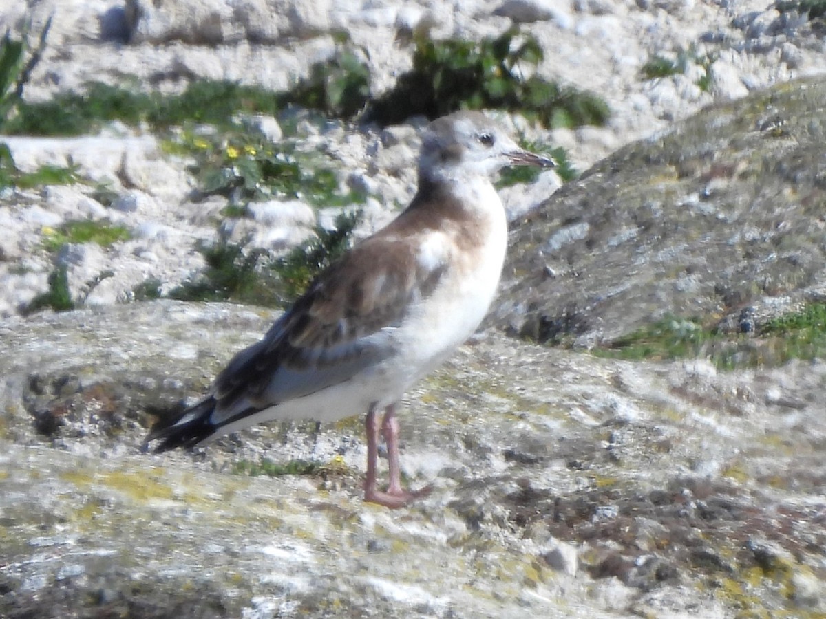 Black-headed Gull - ML620786740