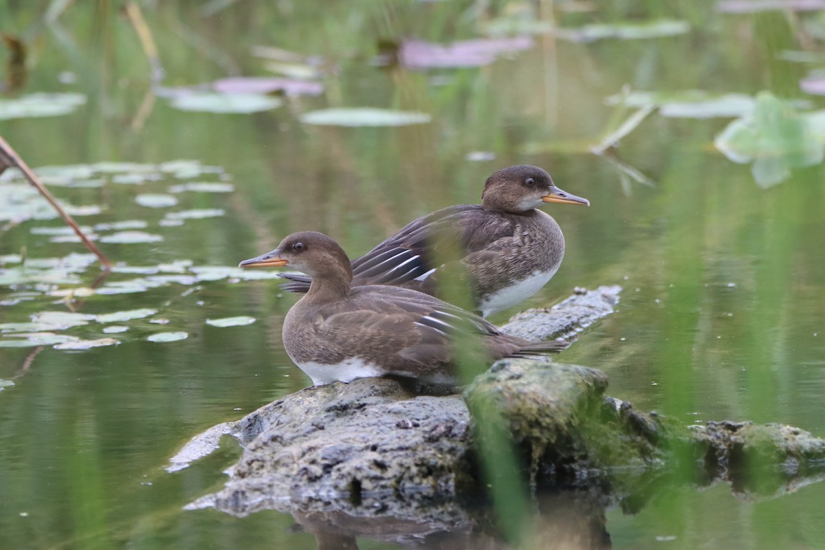 Hooded Merganser - Sandy C