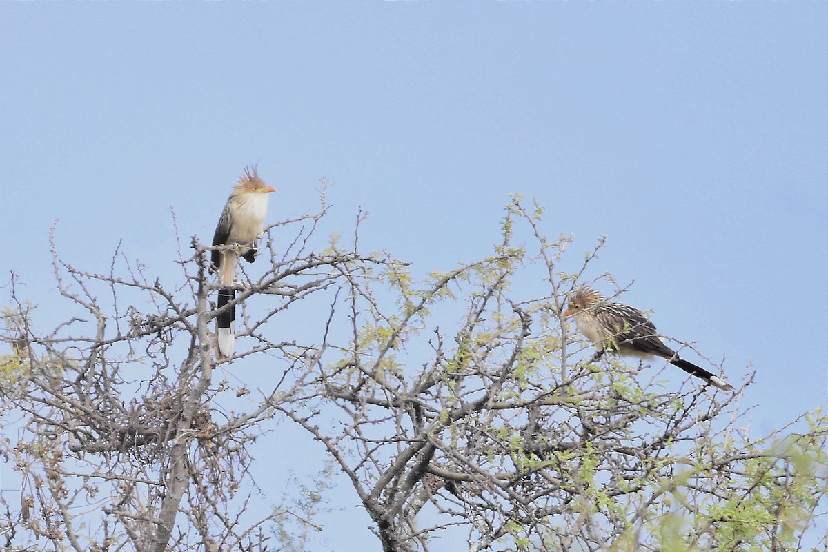 Guira Cuckoo - ML620786744