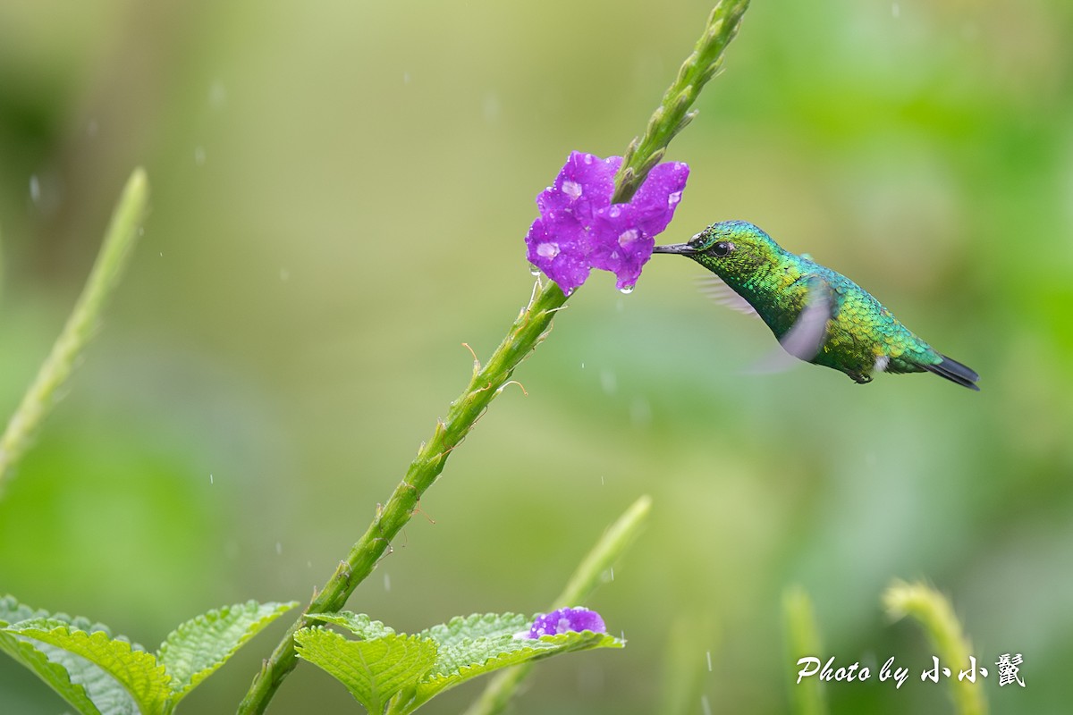kolibřík modroocasý - ML620786745