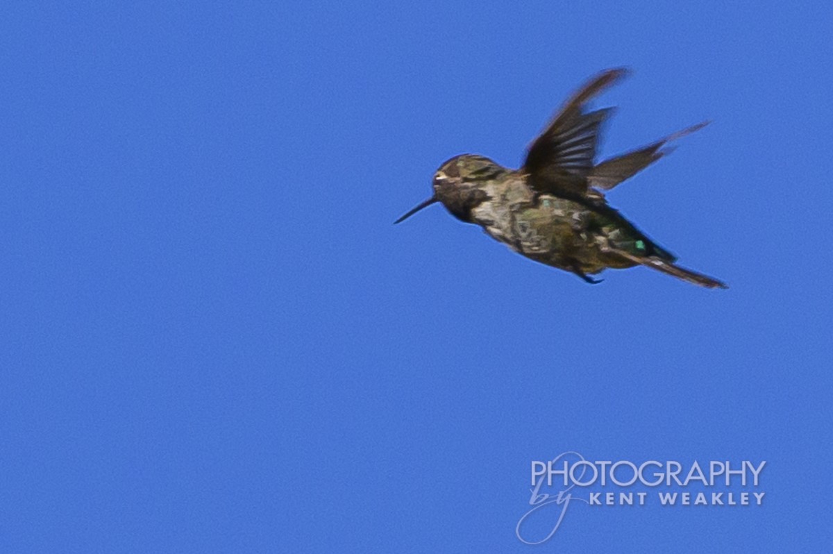 Colibrí de Costa - ML620786752