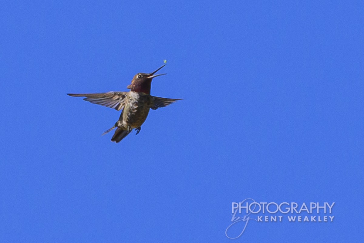 Colibrí de Costa - ML620786753