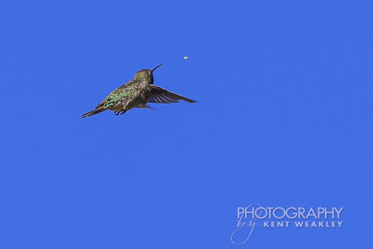 Colibrí de Costa - ML620786755