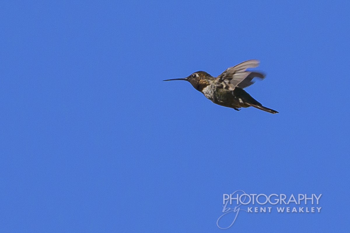 Costa's Hummingbird - ML620786756