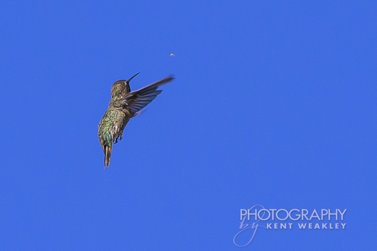 Costa's Hummingbird - ML620786757