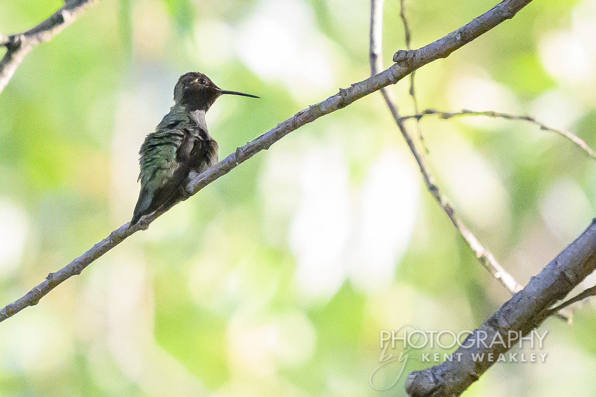 Costa's Hummingbird - ML620786758