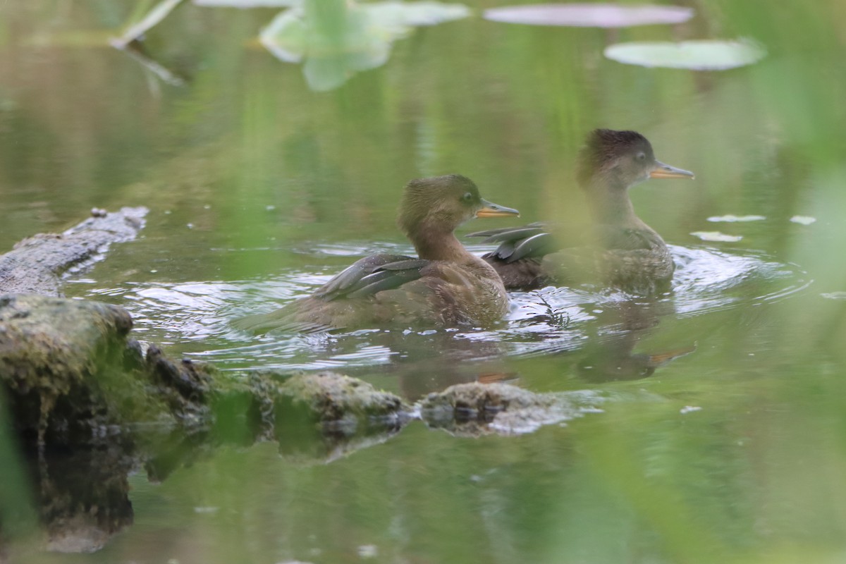 Hooded Merganser - ML620786761