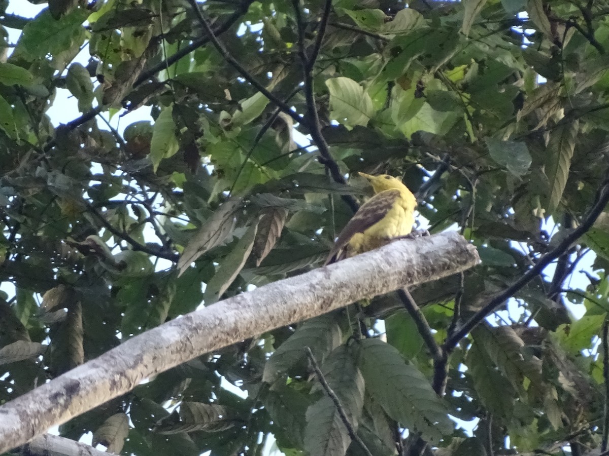 Cream-colored Woodpecker - ML620786763