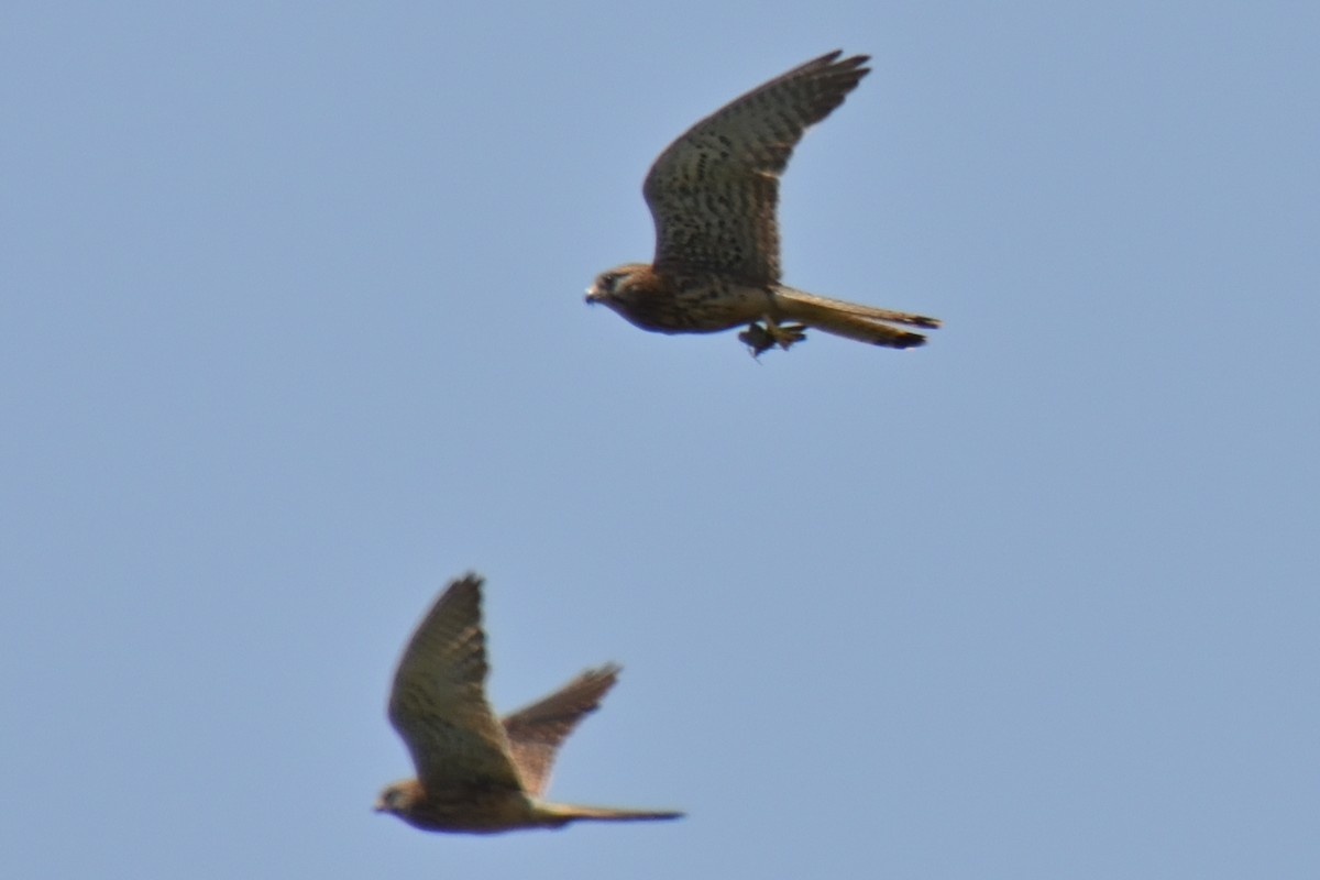 Eurasian Kestrel - ML620786776