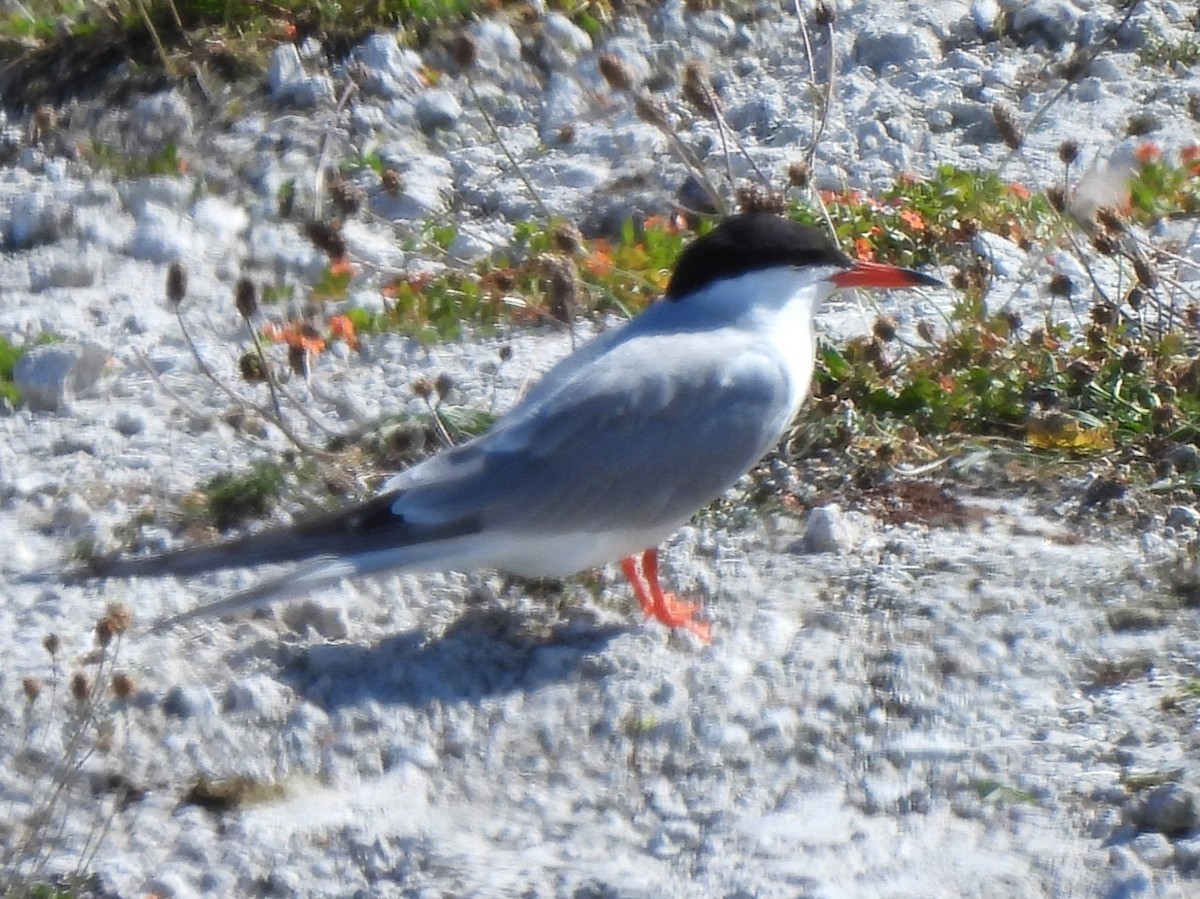 Крячок річковий (підвид hirundo/tibetana) - ML620786778