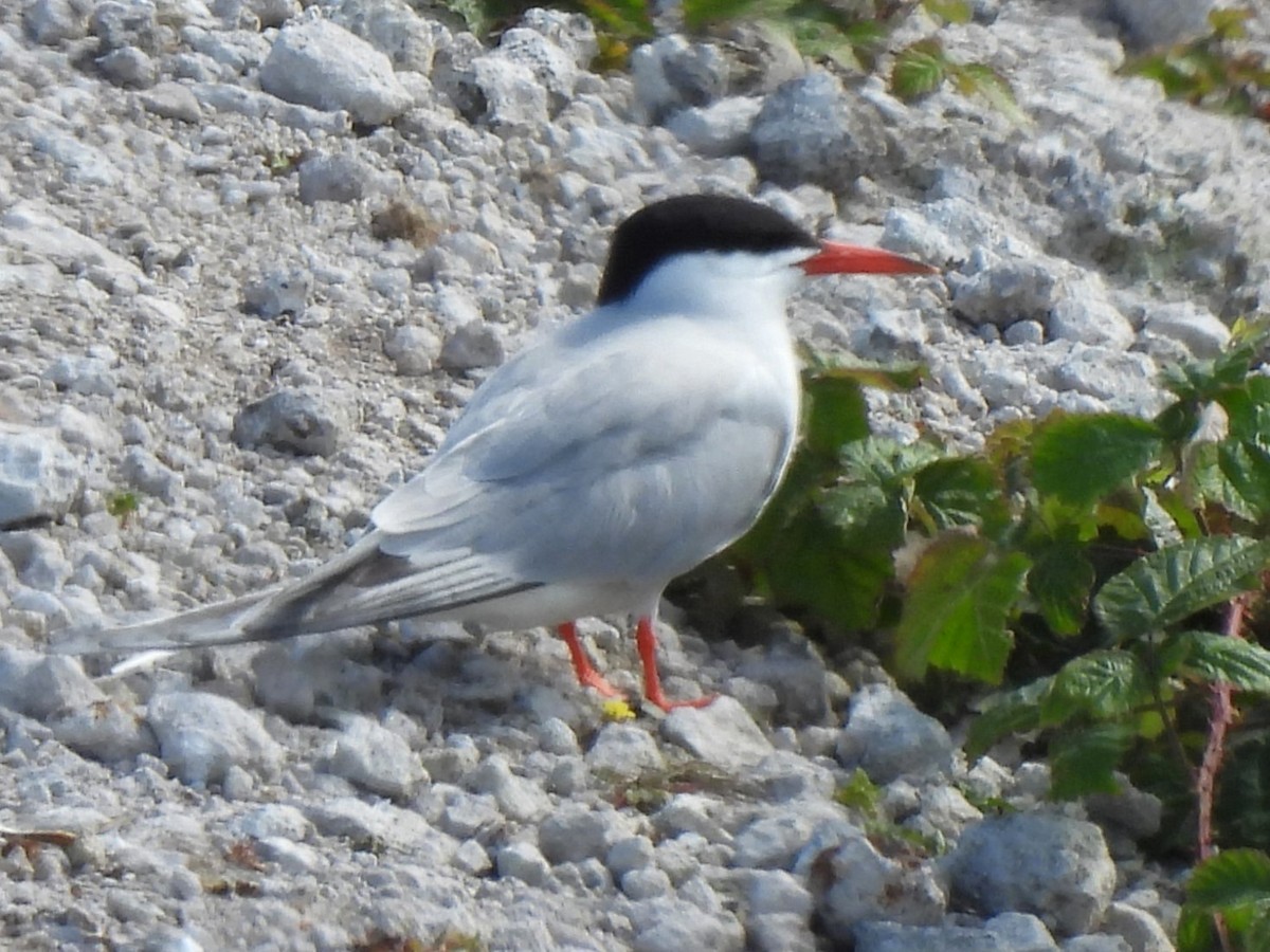 Common Tern (hirundo/tibetana) - ML620786779