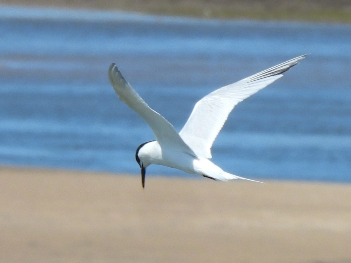 Sandwich Tern (Eurasian) - ML620786782