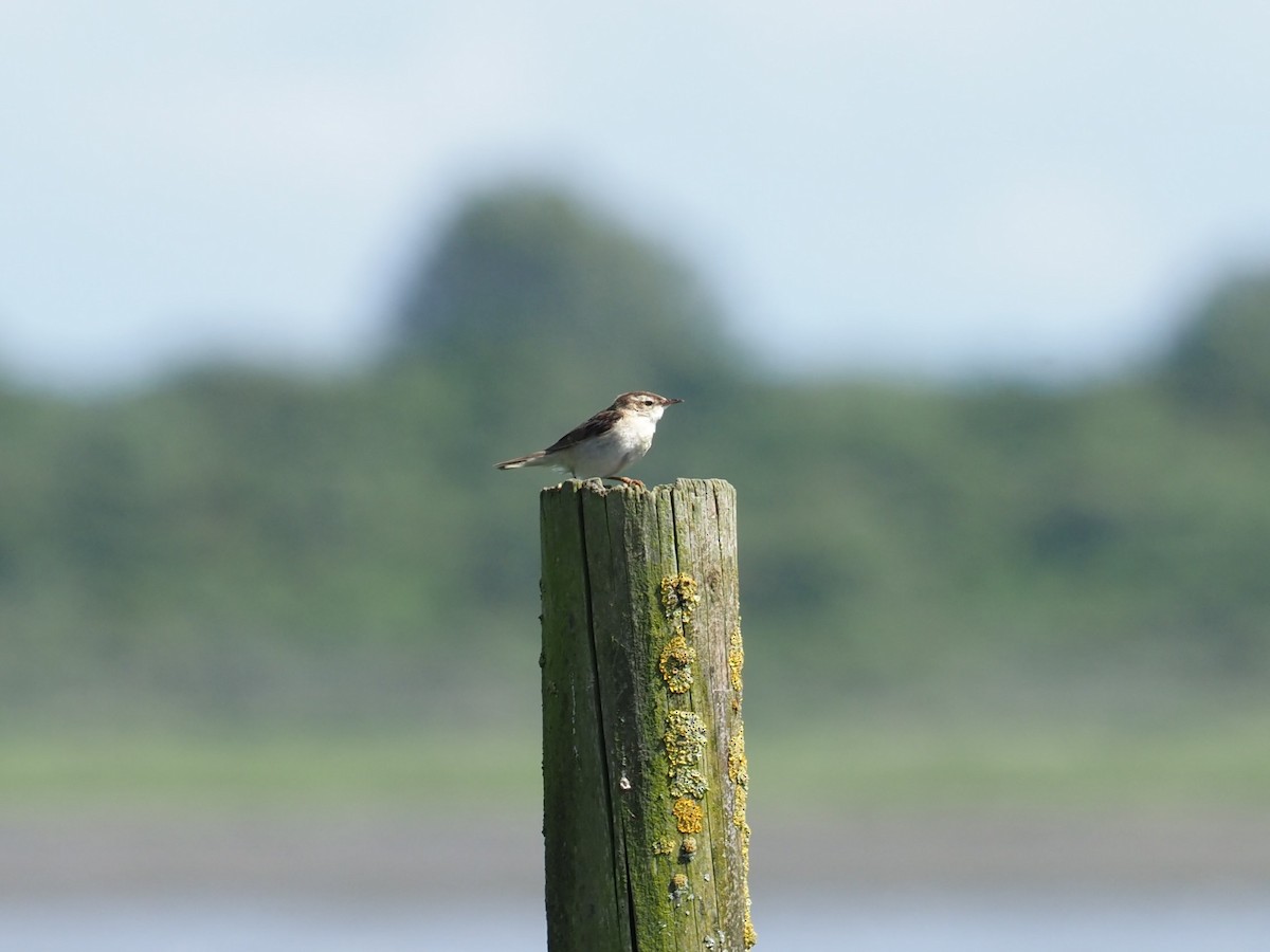 Sedge Warbler - Selvino de Kort