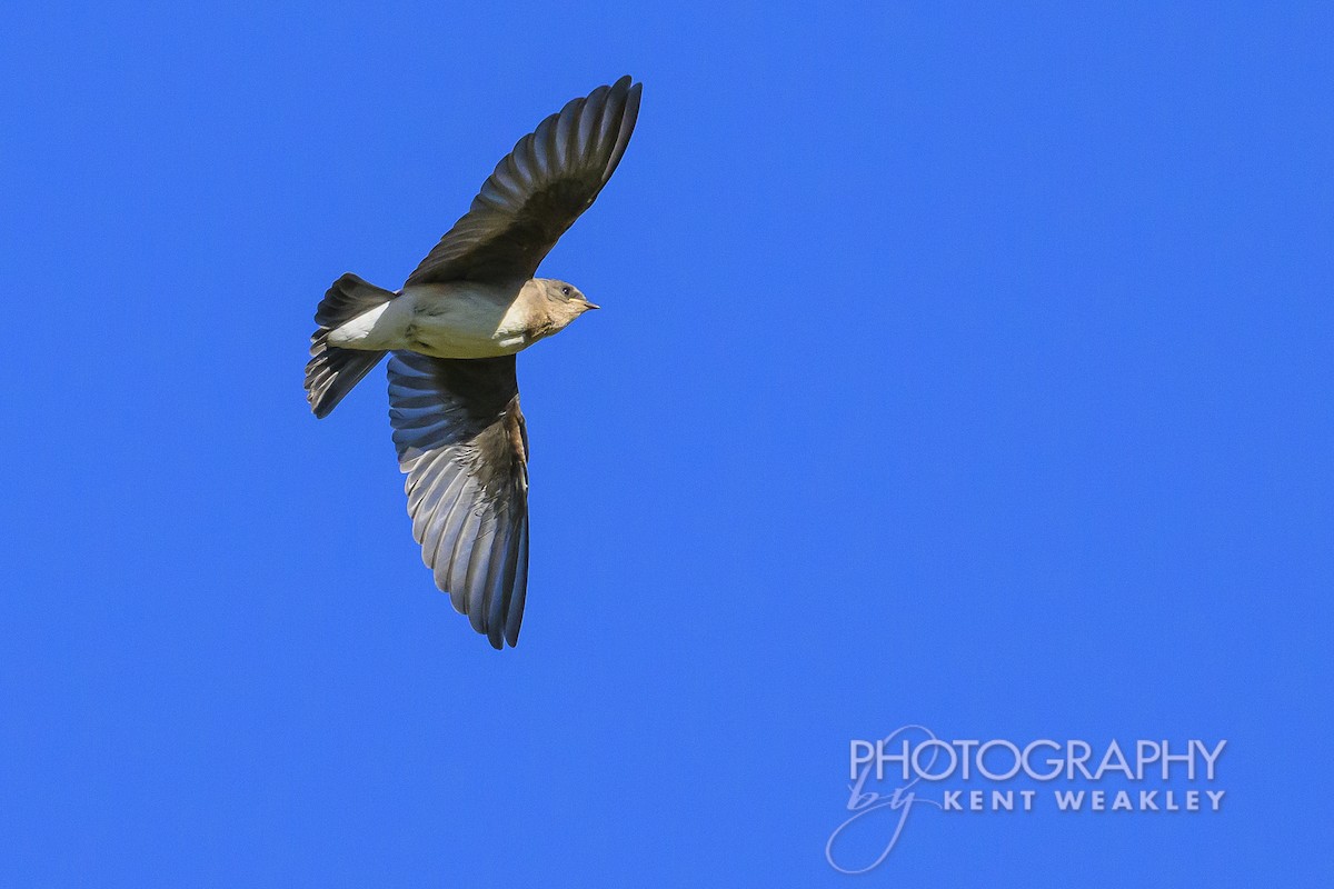 Northern Rough-winged Swallow - ML620786789