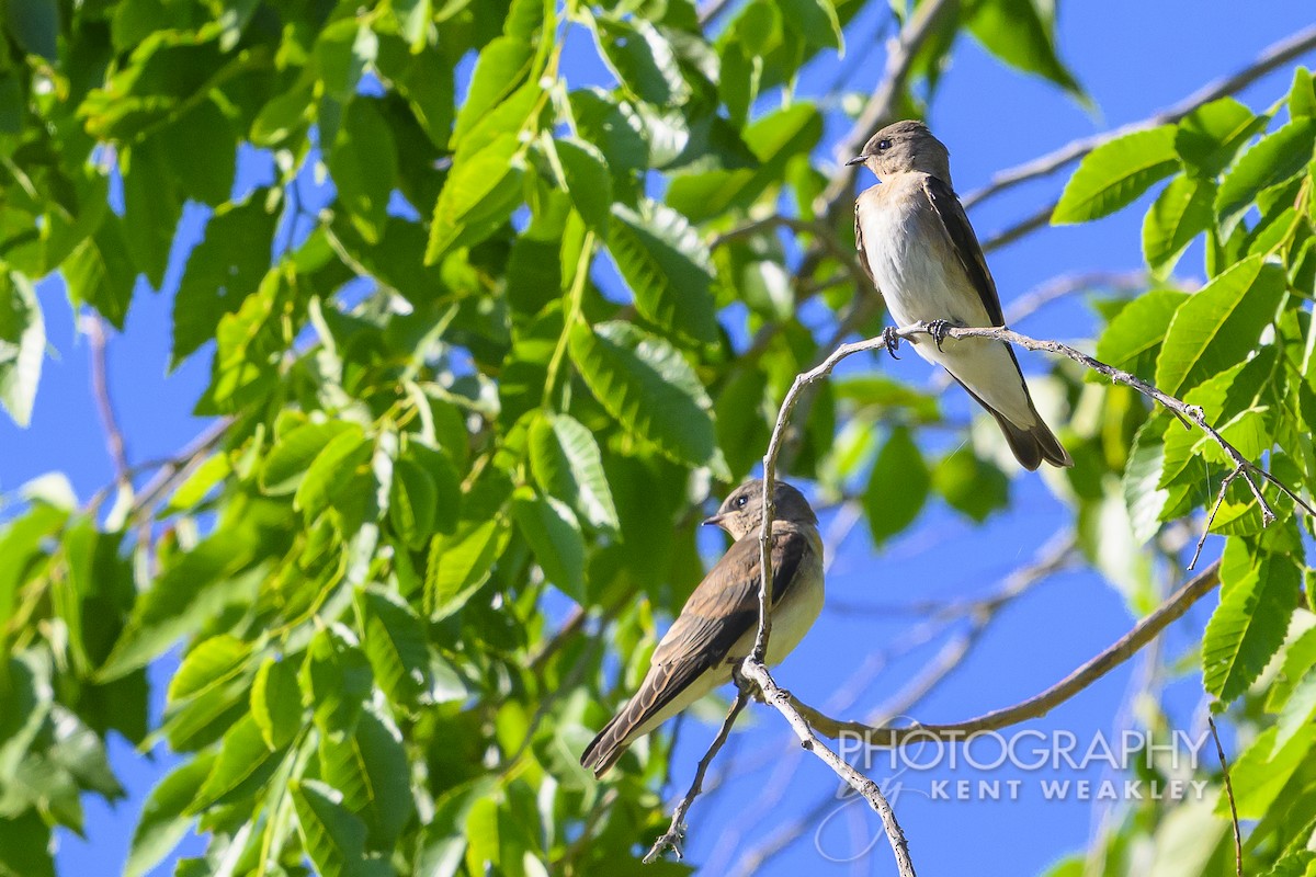 Northern Rough-winged Swallow - ML620786790
