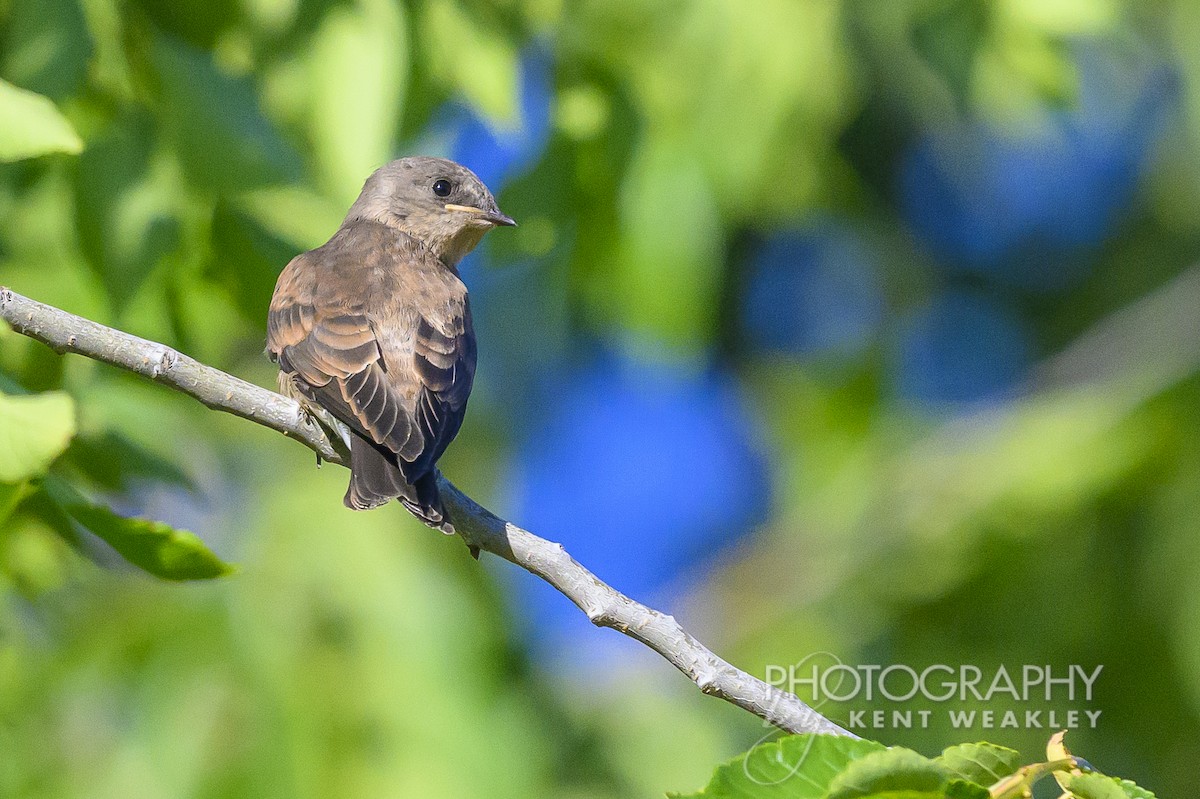 Northern Rough-winged Swallow - ML620786791